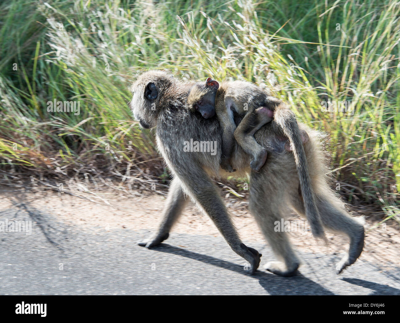 Jeune bébé singe babouin sur les mères retour en kruger national park Banque D'Images