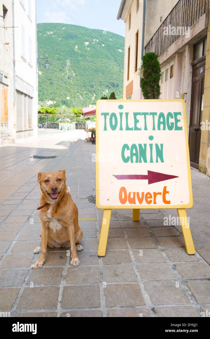 Faire toilette pour animaux en France Banque D'Images