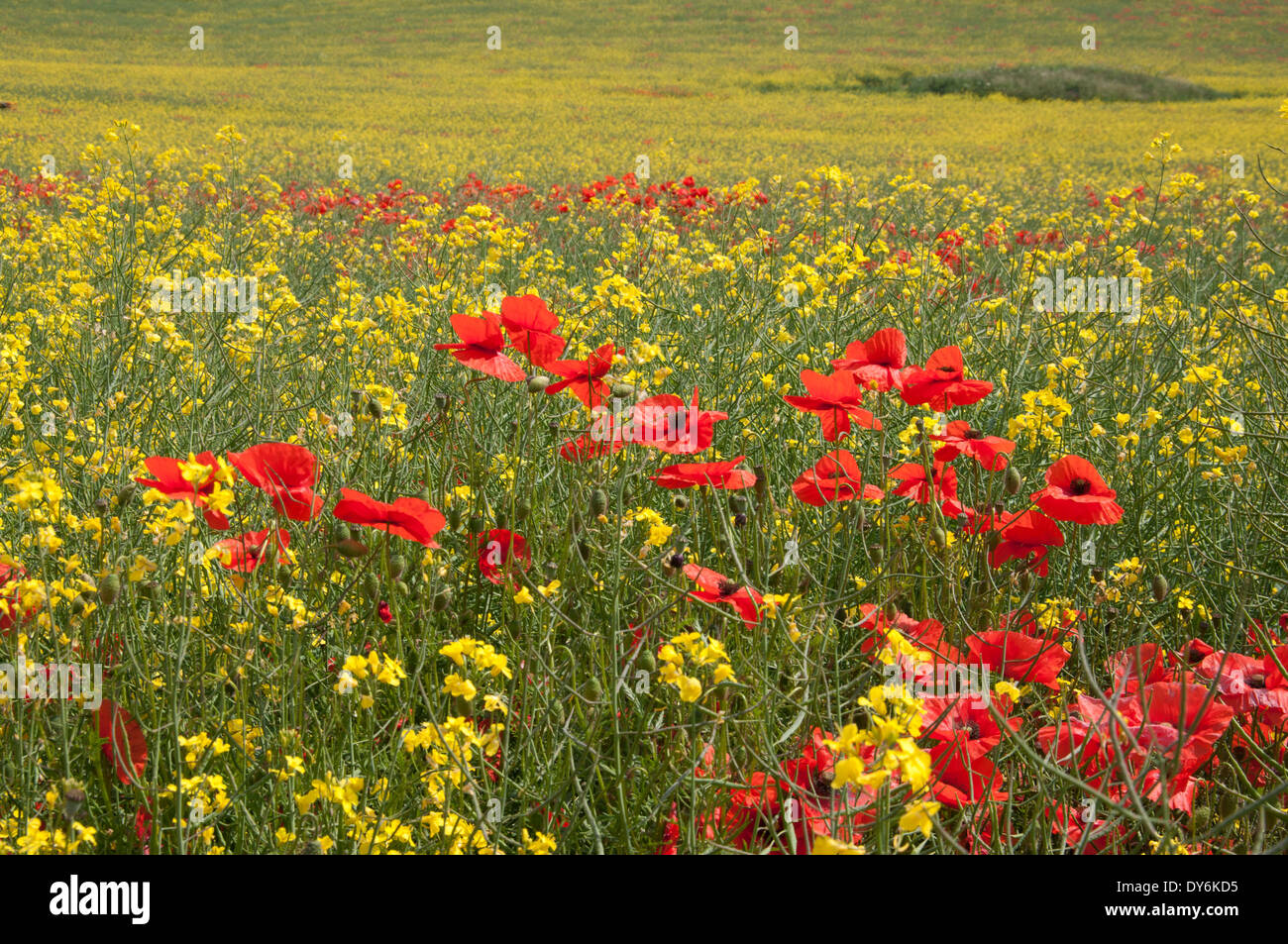 Coquelicots, Papaver rhoeas, Marlborough Downs Banque D'Images