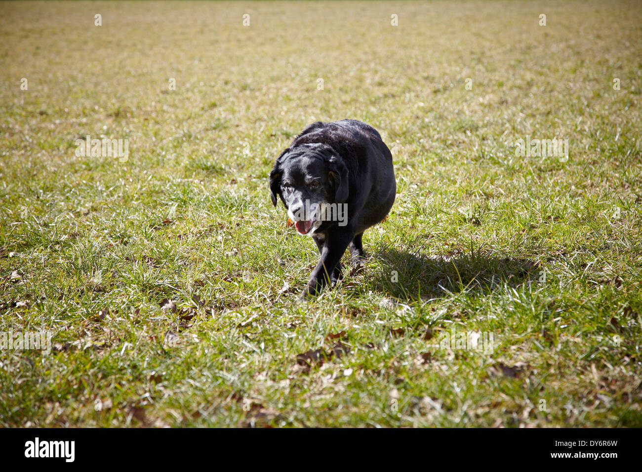 Old Dog walking in a field Banque D'Images