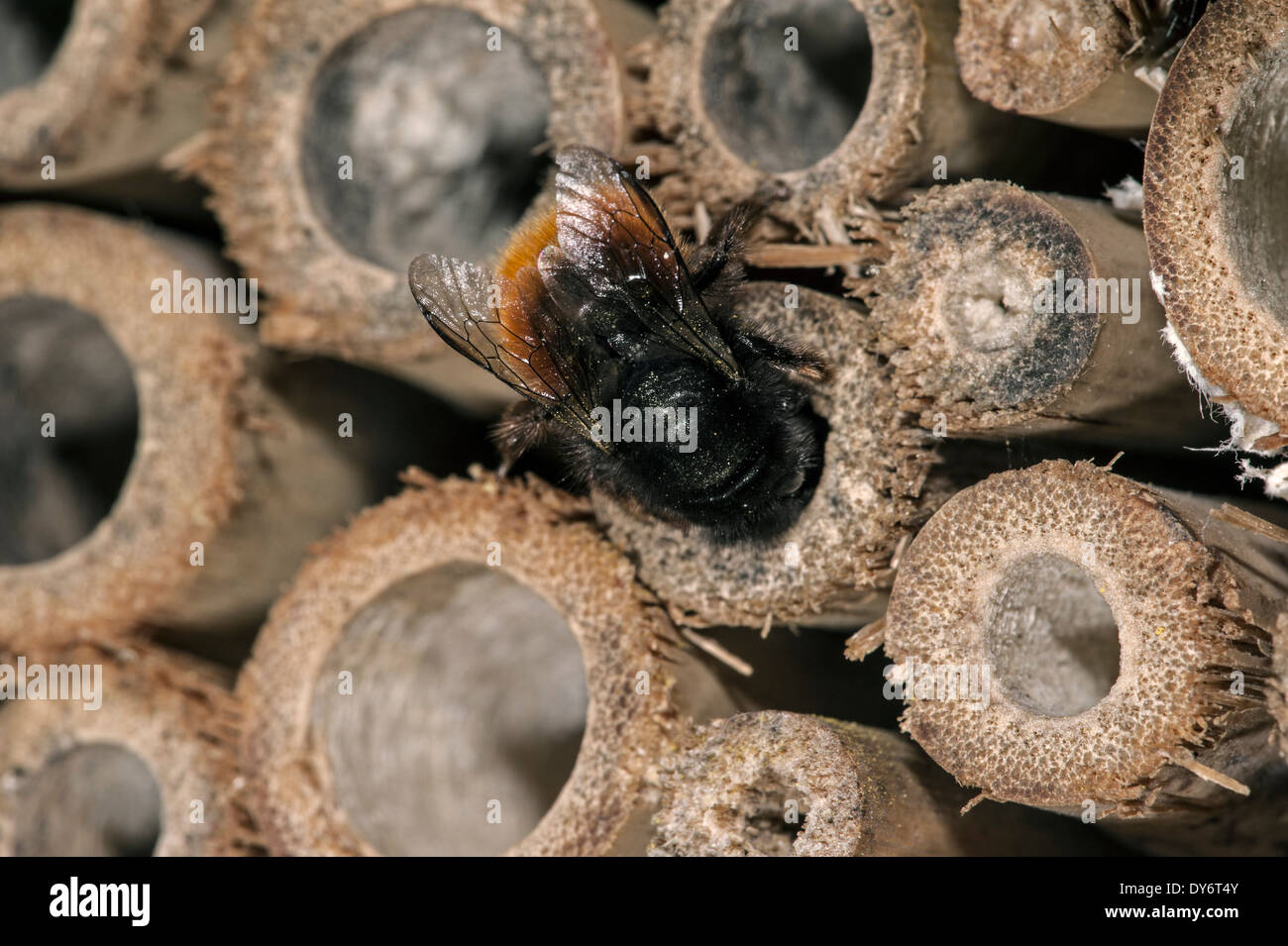 Mason bee / constructeur abeille / verger européen abeille Osmia cornuta - chargé de pollen et nectar - nichant dans la tige creuse à l'hôtel d'insectes pour les abeilles solitaires Banque D'Images