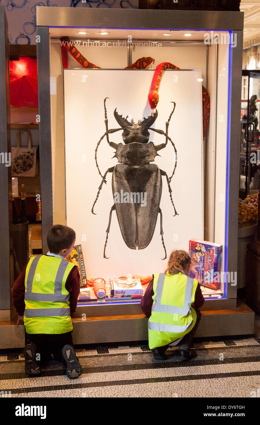 Les enfants âgés de 10 ans à apprendre au sujet d'insectes et de biologie / sciences, Natural History Museum London UK Banque D'Images