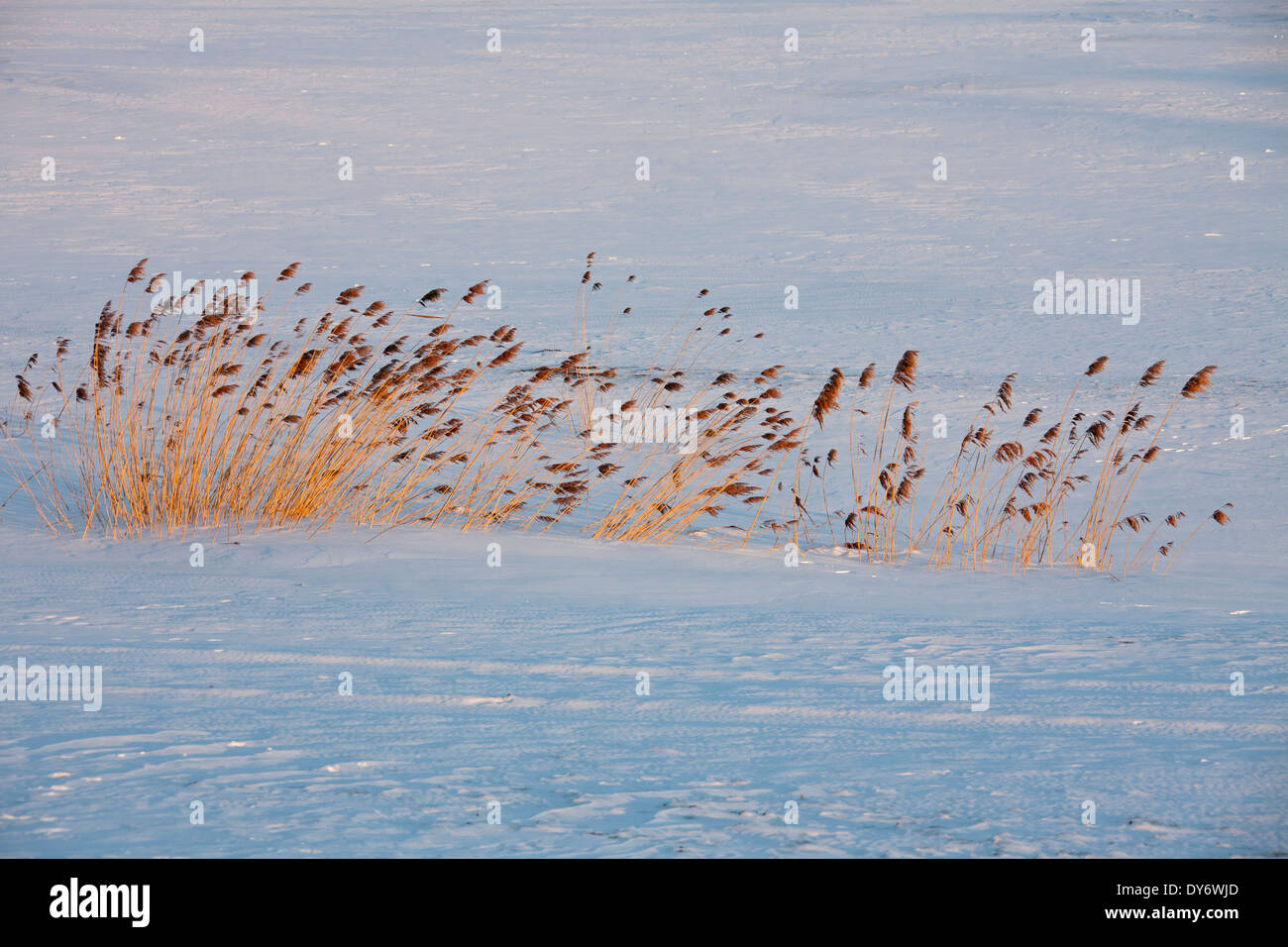Roseau commun (Phragmites australis / Phragmites communis) le long du lac gelé dans la neige en hiver Banque D'Images