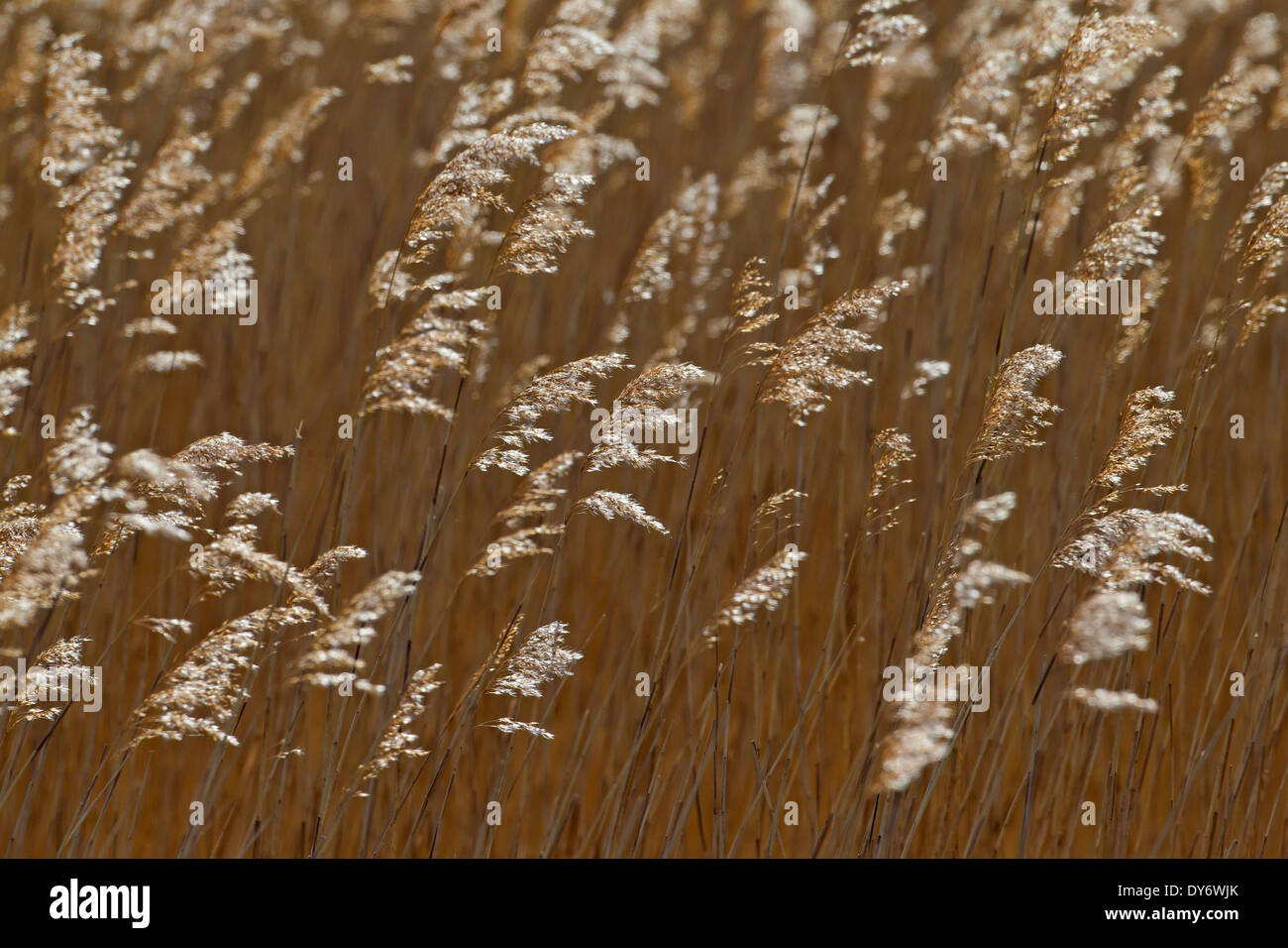 Roseau commun (Phragmites australis / Phragmites communis) le long du lac gelé dans la neige en hiver Banque D'Images