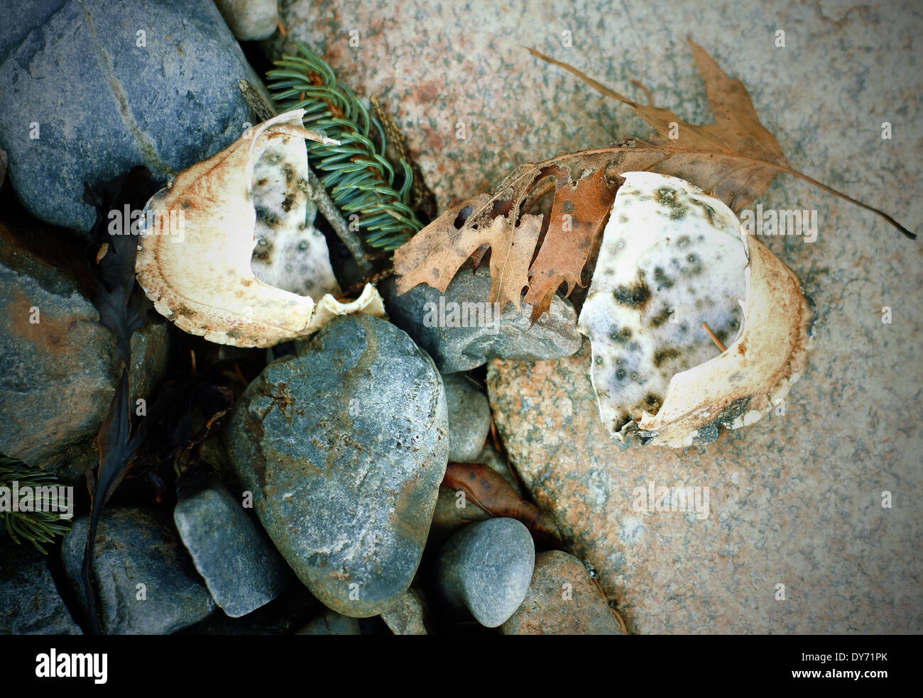 Automne Maine Still Life- Objets de la marée, le crabe Shell avec la Direction générale de la feuille de chêne, pin et rochers. Banque D'Images
