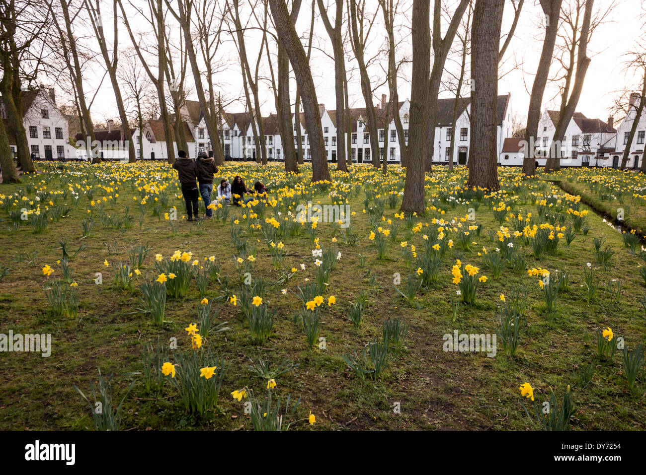 BRUGES, Belgique — les jonquilles printanières fleurissent dans le paisible jardin de la cour du Béguinage (Begijnhof), une communauté religieuse historique pour femmes laïques. Le complexe médiéval, entouré de maisons traditionnelles peintes en blanc, perpétue sa tradition séculaire comme lieu de réflexion spirituelle. Ce site religieux préservé démontre le rôle unique des Béguinages dans la création de communautés religieuses indépendantes pour les femmes. Banque D'Images