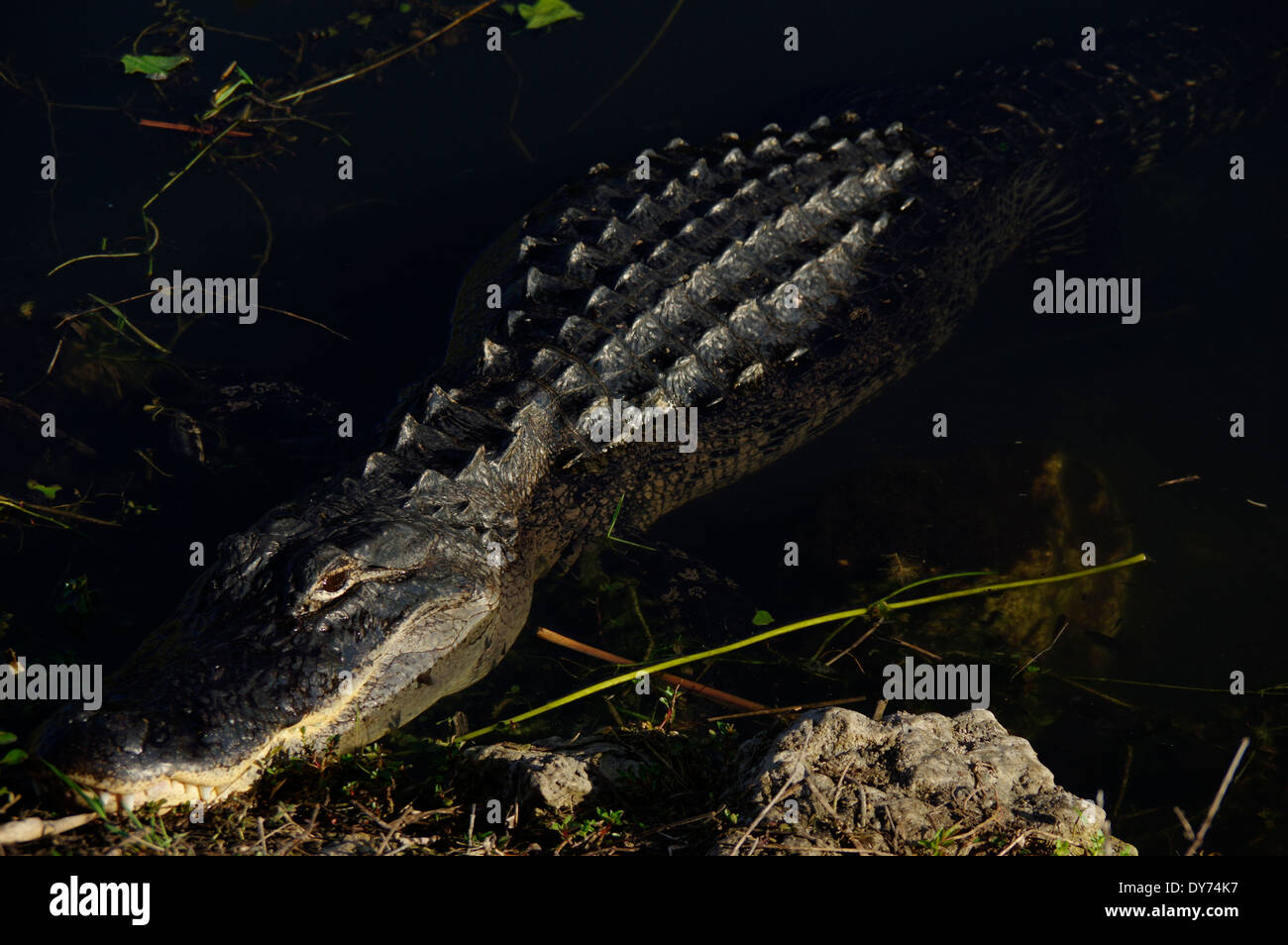 Dans les Everglades de Floride Alligator Banque D'Images