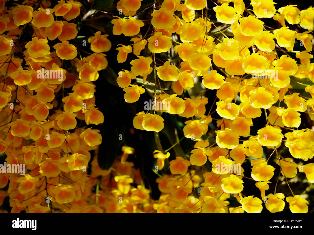 Tasse de beurre jaune Orchid Banque D'Images