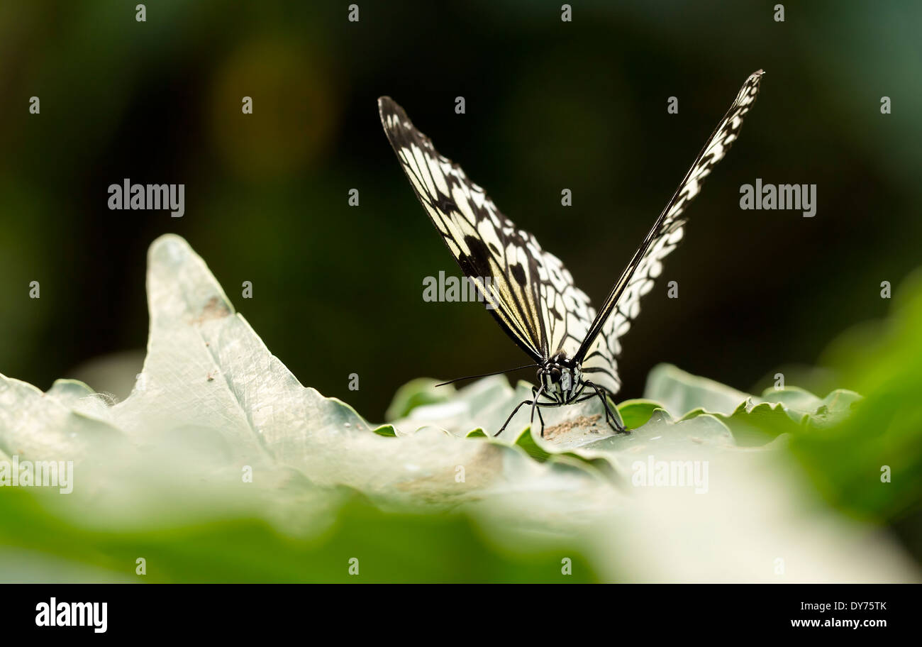 Arbre généalogique de Malabar-papillon nymphe qui se nourrit d'une feuille sale. Vue avant et rétro-éclairage Banque D'Images