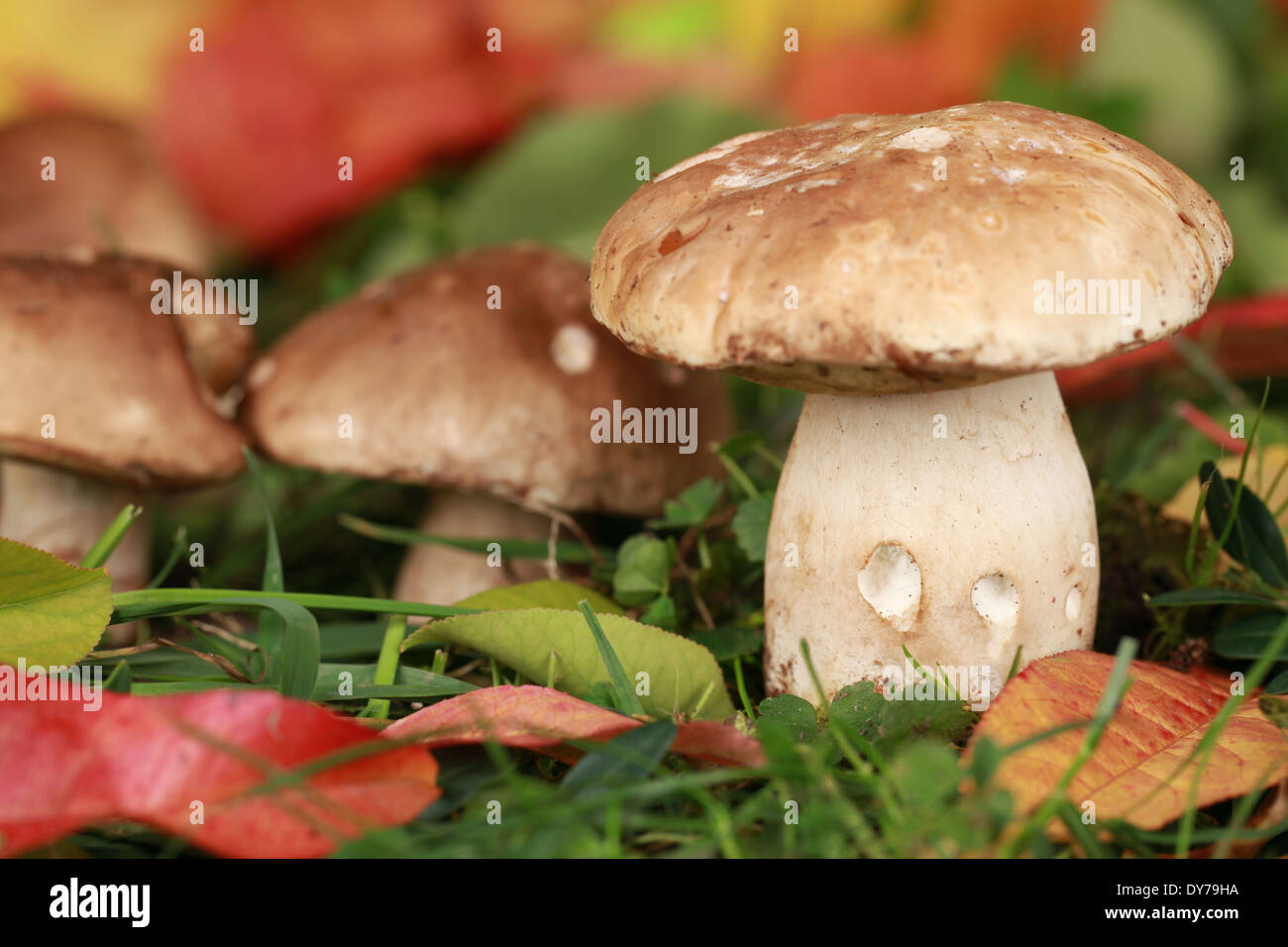 Cèpes poussant dans les bois en automne Banque D'Images