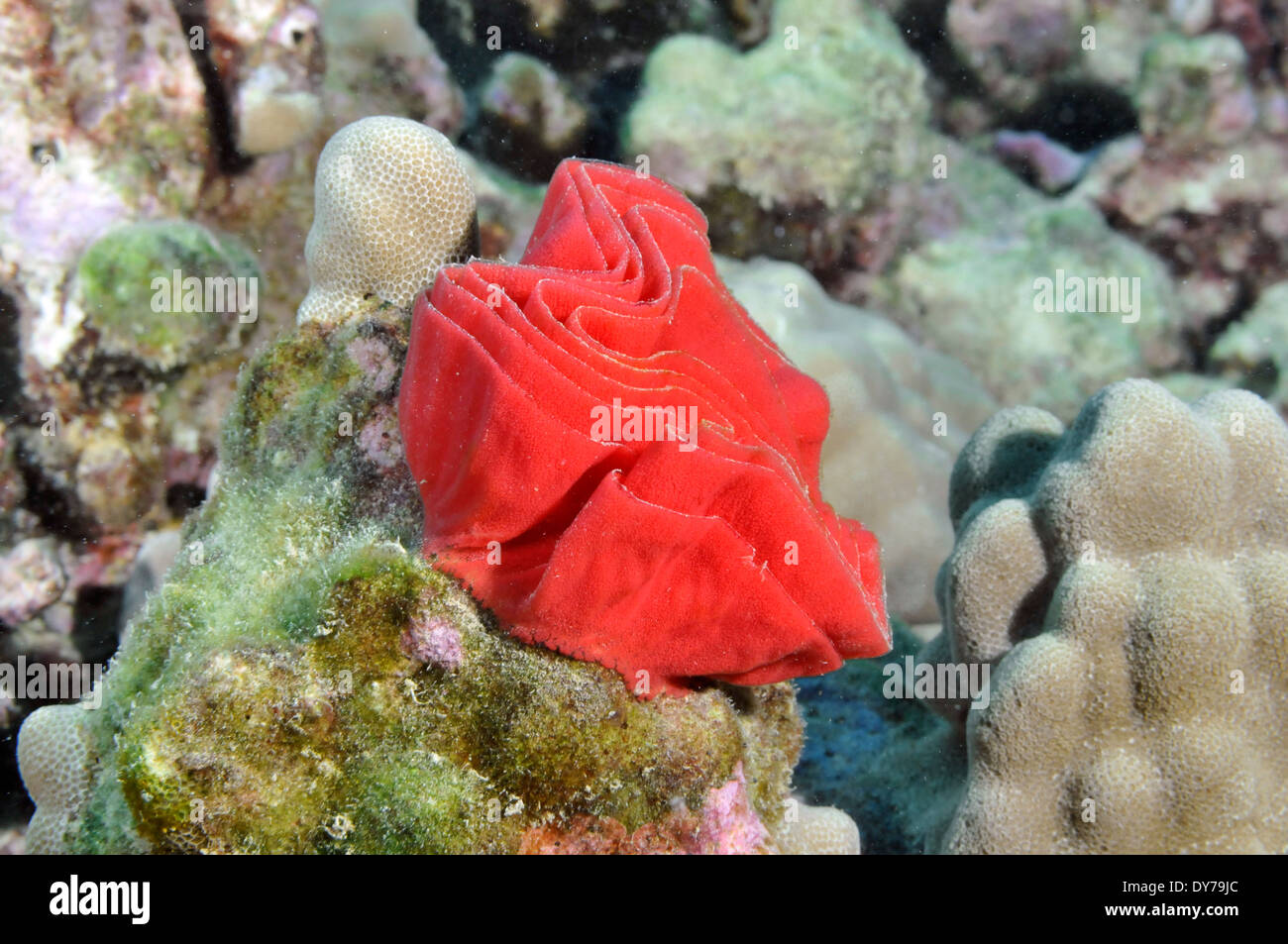 Oeufs de rouge, nudibranche danseuse espagnole Hexabranchus sanguineus, Oahu, Hawaii, USA Banque D'Images