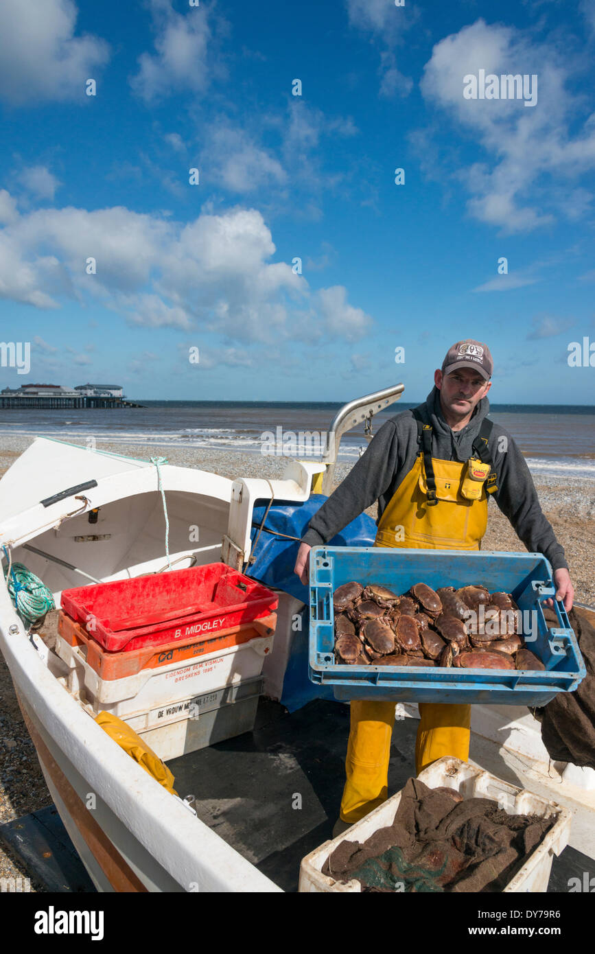 Cromer, UK. 8 avril, 2014. Comme la nouvelle saison de crabe pêcheur de crabe terres John Jonas ses prises de crabes à plage de Cromer, Norfolk, East Anglia, Royaume-Uni. Il a exposé à la première lumière et parcouru environ un mille au large pour récupérer ses casiers à crabe dans son bateau Rory James qui est l'une des flotte de 14 bateaux effectuent de la plage à Cromer. Les bateaux sont mis à l'eau et récupérés à partir de la plage à l'aide de tracteurs et remorques. Les prises jusqu'à présent cette saison a été bonne à la suite de l'hiver doux. Julian crédit Eales/Alamy Live News Banque D'Images