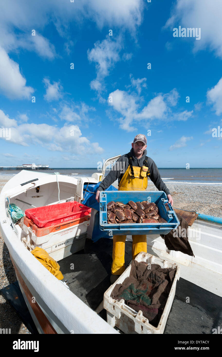 Cromer, UK. 8 avril, 2014. Comme la nouvelle saison de crabe pêcheur de crabe terres John Jonas ses prises de crabes à plage de Cromer, Norfolk, East Anglia, Royaume-Uni. Il a exposé à la première lumière et parcouru environ un mille au large pour récupérer ses casiers à crabe dans son bateau Rory James qui est l'une des flotte de 14 bateaux effectuent de la plage à Cromer. Les bateaux sont mis à l'eau et récupérés à partir de la plage à l'aide de tracteurs et remorques. Les prises jusqu'à présent cette saison a été bonne à la suite de l'hiver doux. Julian crédit Eales/Alamy Live News Banque D'Images