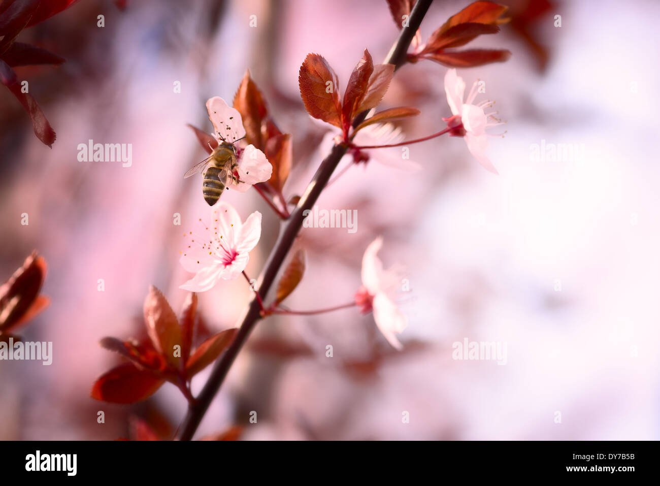 Cerisiers en fleurs de printemps Banque D'Images
