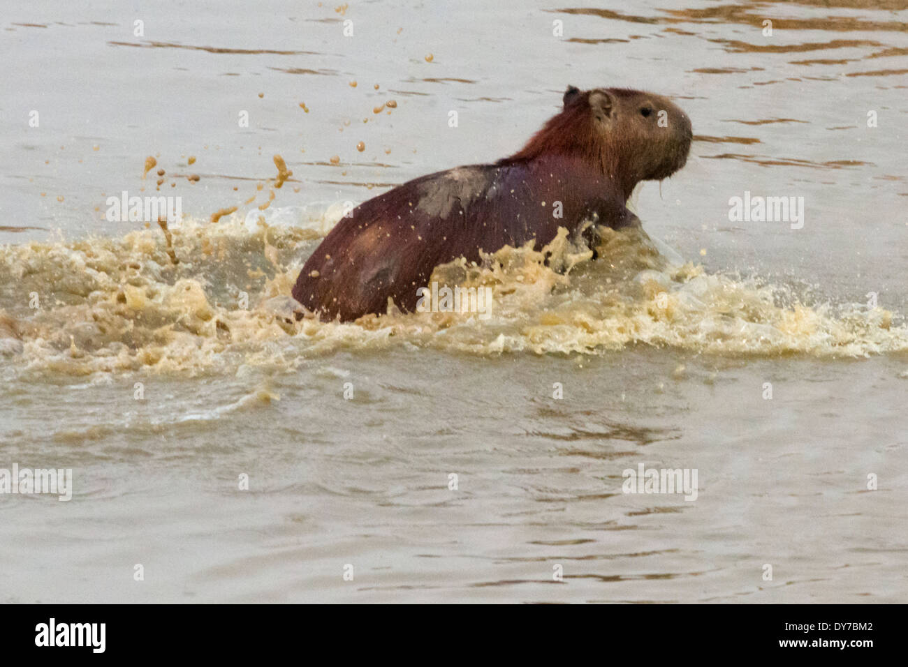 Capybara (Hydrochoerus hydrochaeris) dans la rivière, Los Llanos, Venezuela Banque D'Images