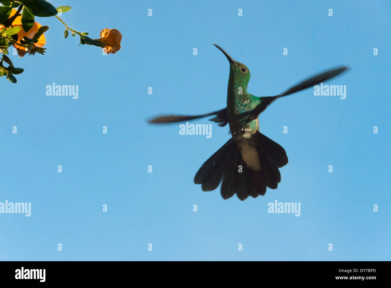 Hummingbird, Venezuela Banque D'Images