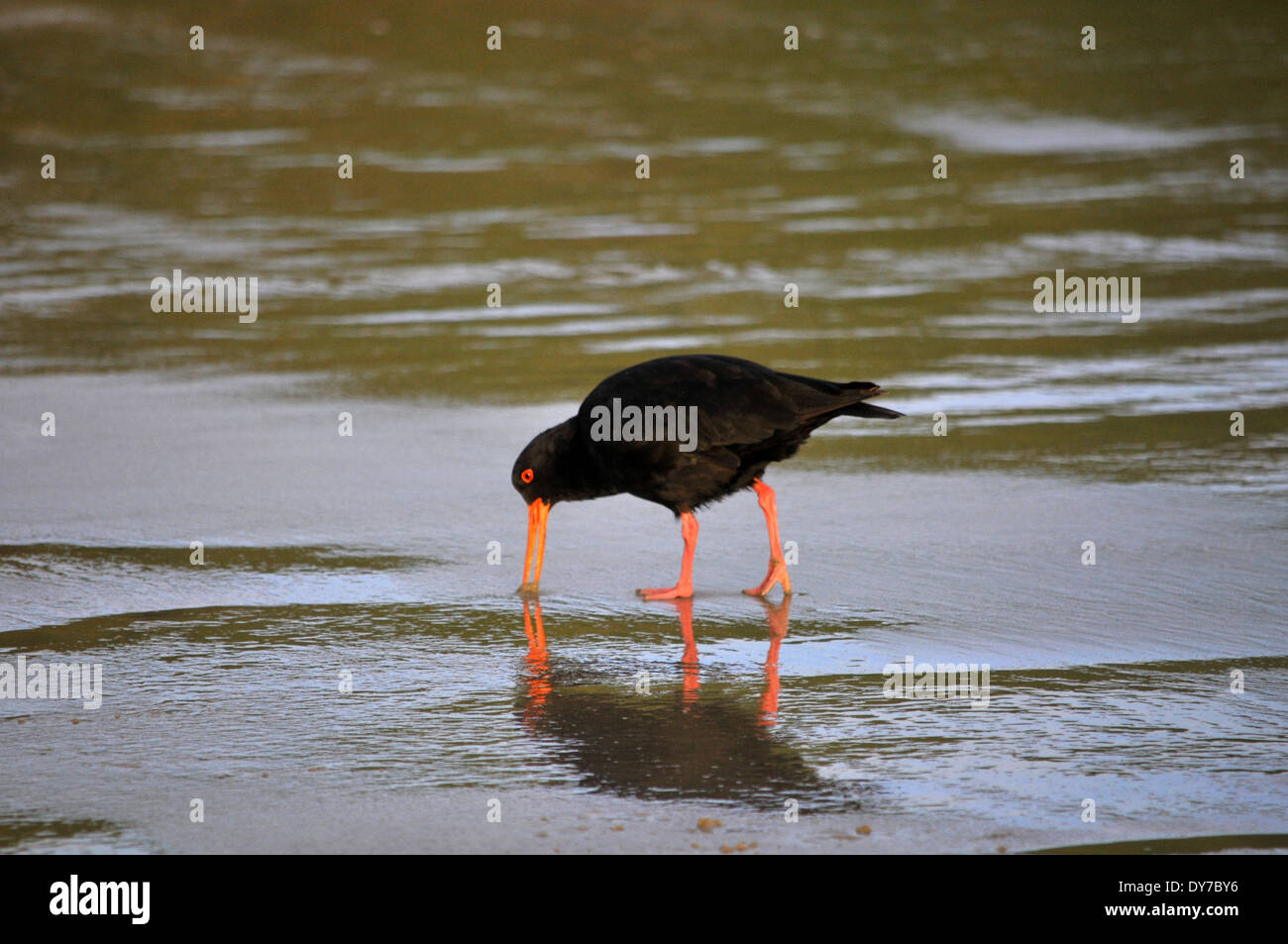 L'huîtrier Variable, Haematopus unicolor, promenades dans Curio bay beach, Côte Catlins, île du Sud, Nouvelle-Zélande Banque D'Images