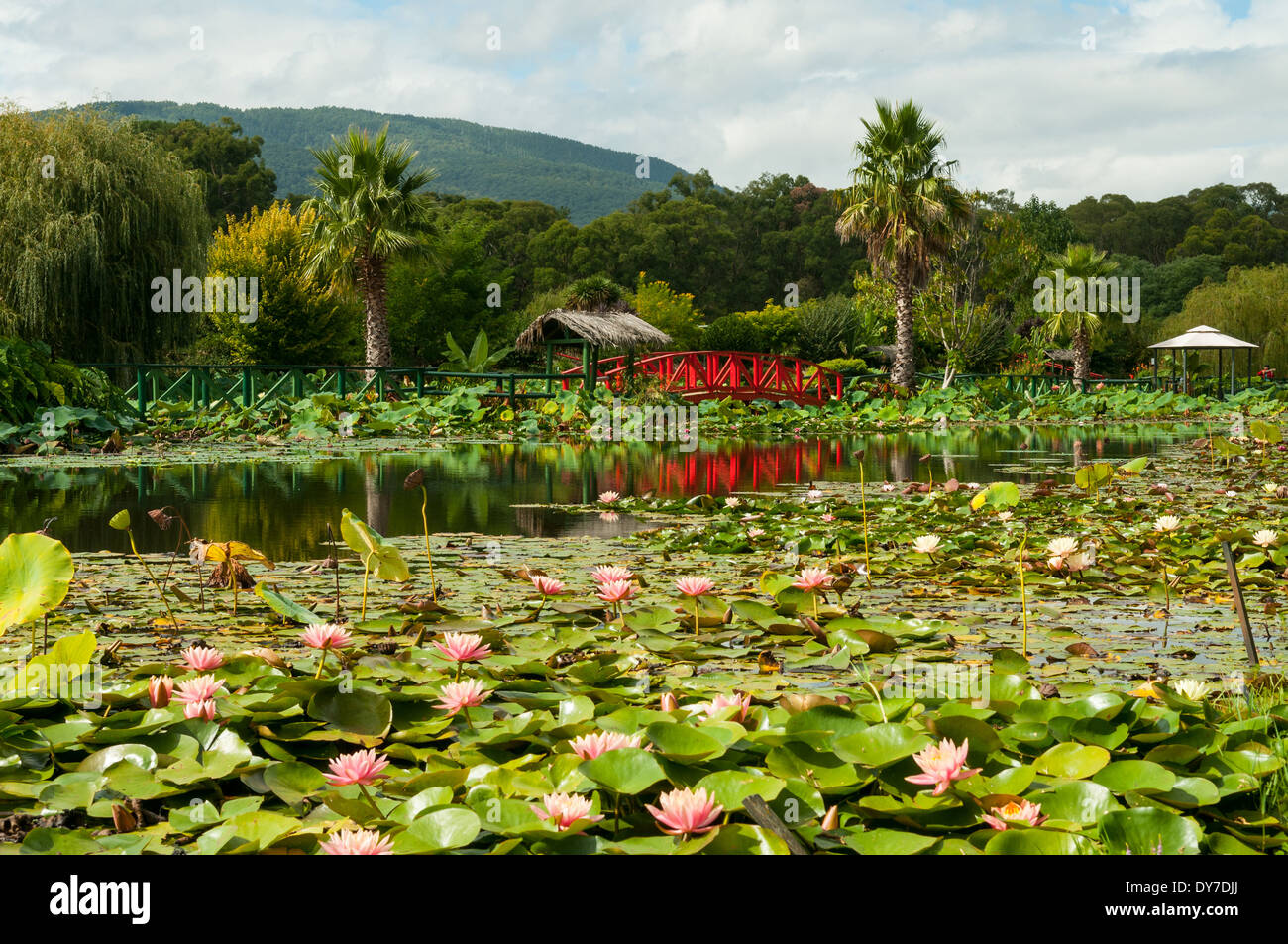 Les feuilles de nénuphar sur le lac principal, jardins d'eau de Lotus Bleu, Yarra Junction, Victoria, Australie Banque D'Images