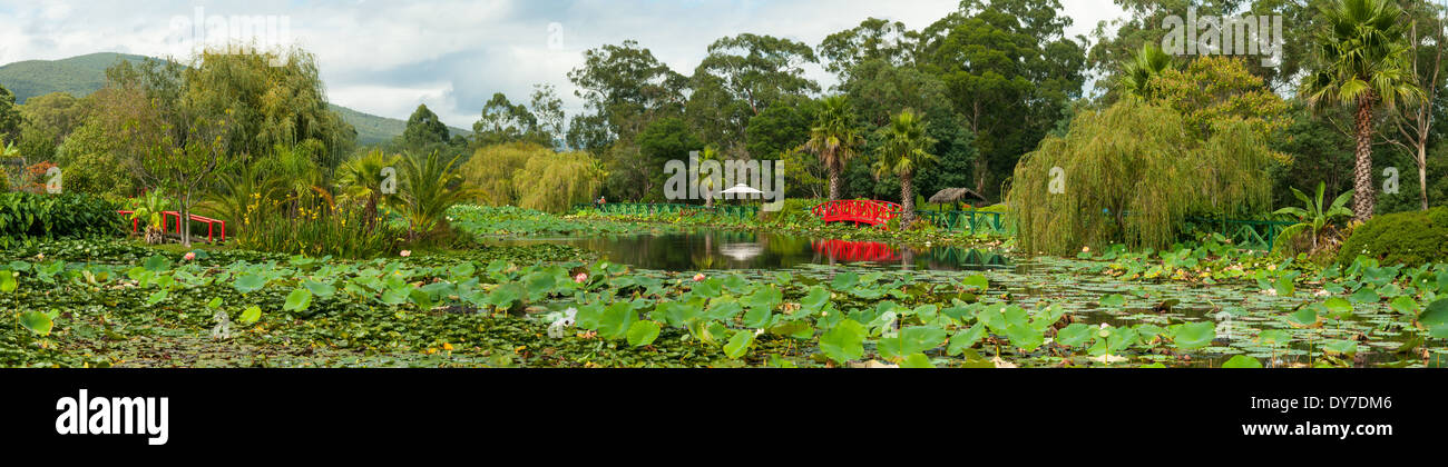 Jardins d'eau de lotus bleu Panorama, Yarra Junction, Victoria, Australie Banque D'Images