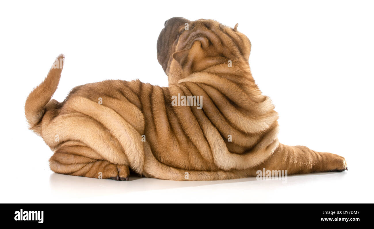 Chiot Shar Pei chinois fixant isolé sur fond blanc - 4 mois Banque D'Images