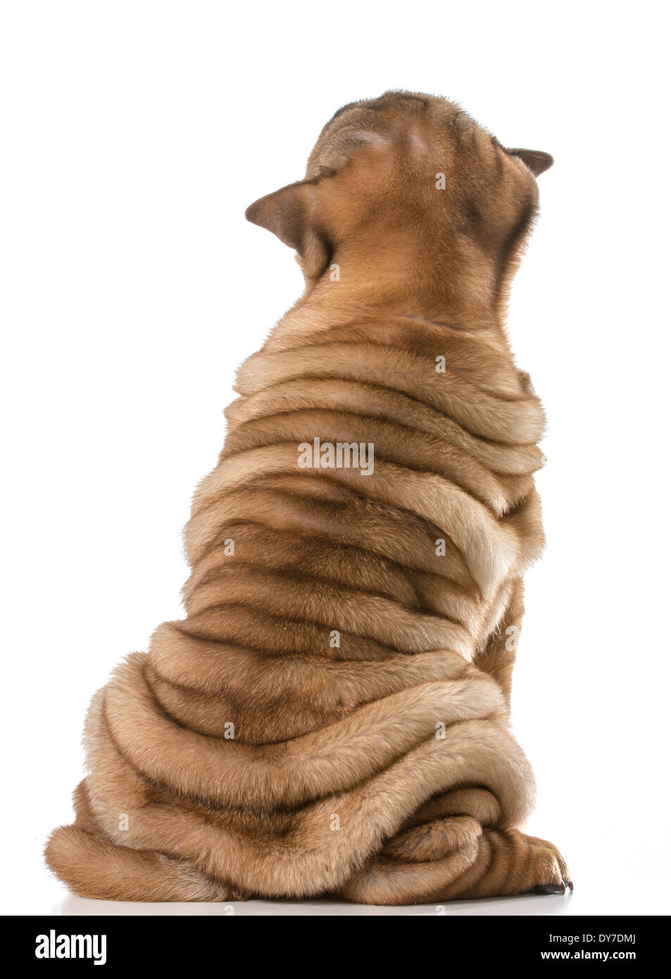 Chinese Shar Pei chiot à partir de l'arrière avec beaucoup de rides isolé sur fond blanc - 4 mois Banque D'Images