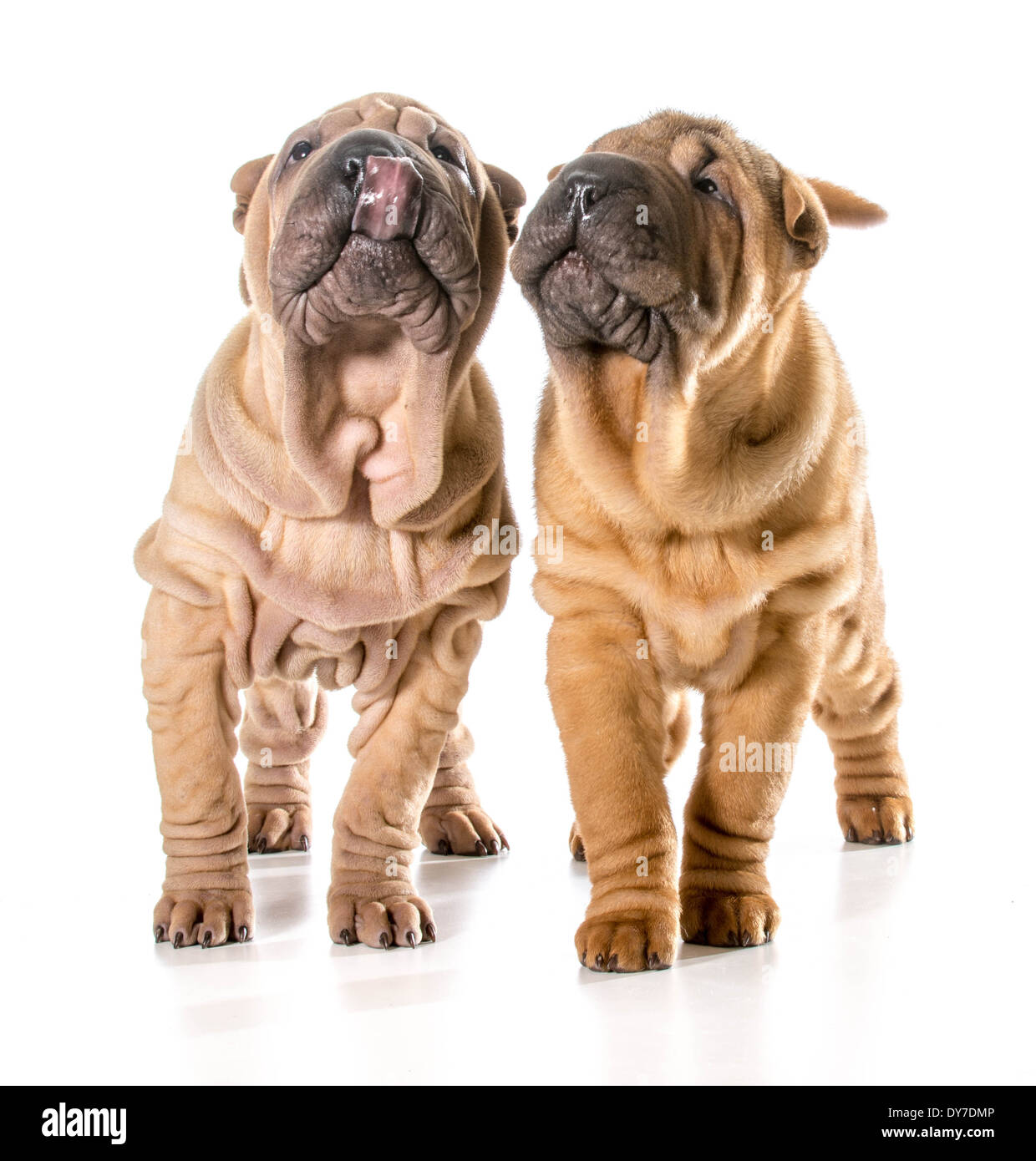 Deux chinois Shar Pei chiots isolé sur fond blanc - 4 mois Banque D'Images