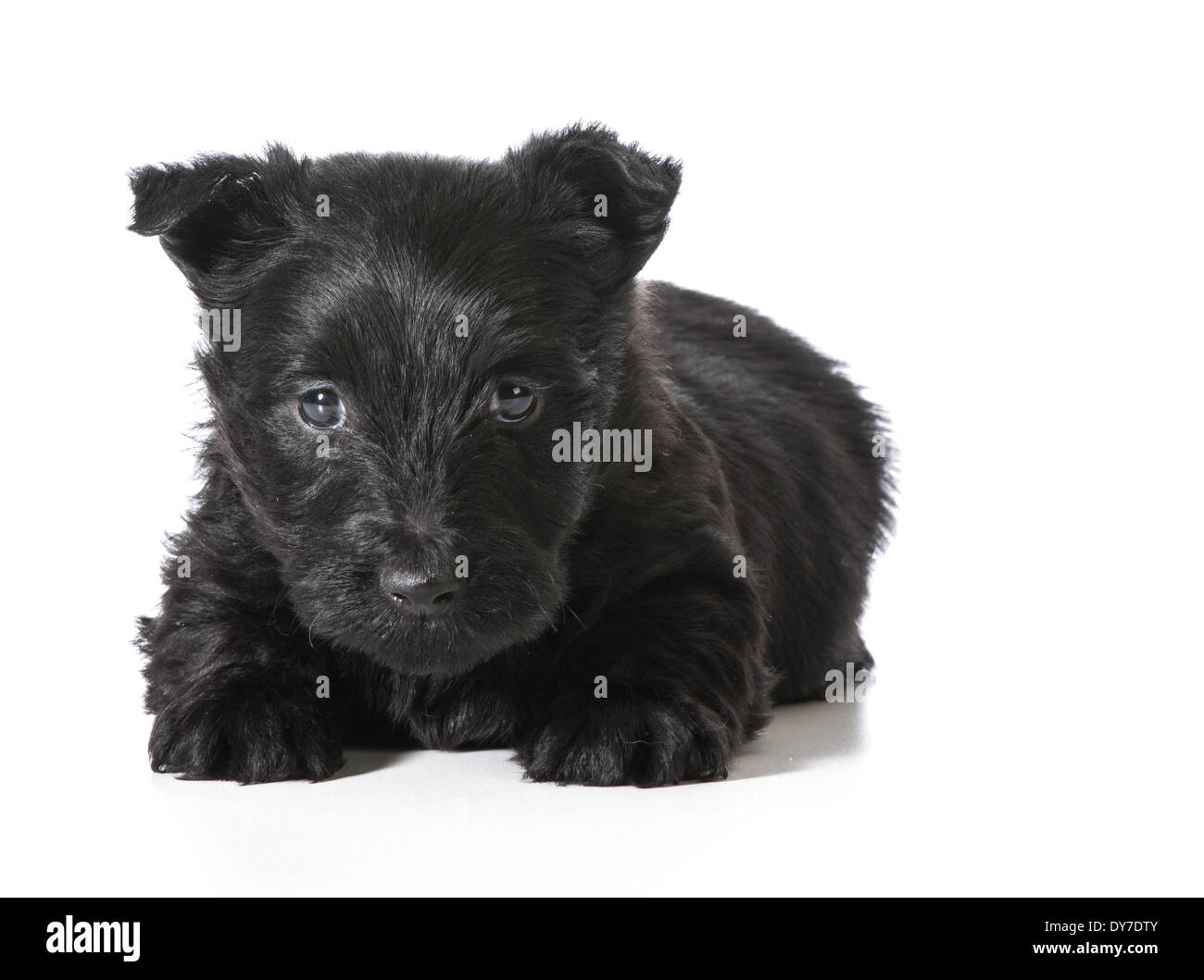 Scottish Terrier puppy fixant à la visionneuse à isolé sur fond blanc Banque D'Images