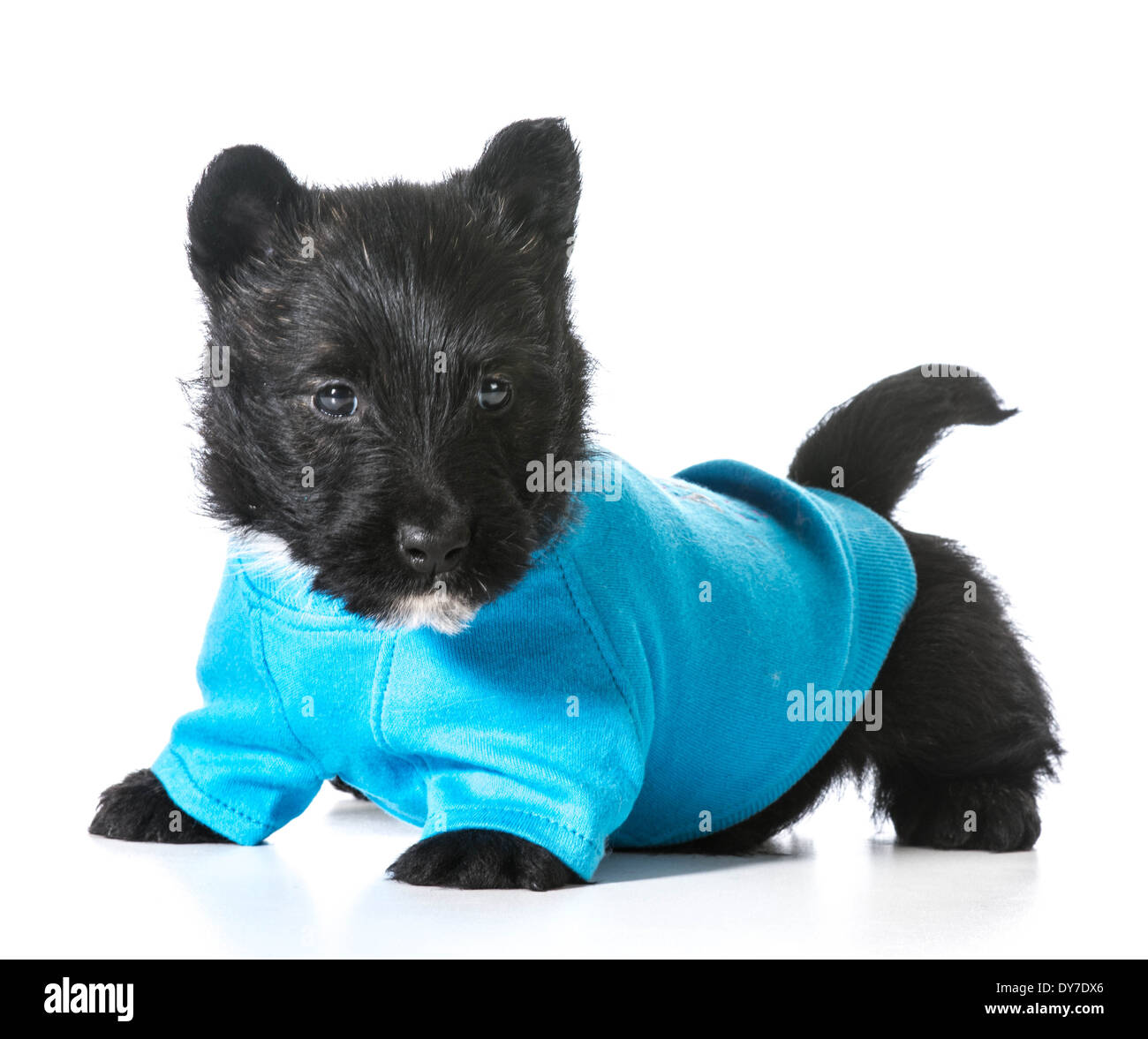 Scottish Terrier puppy wearing blue coat isolé sur fond blanc Banque D'Images