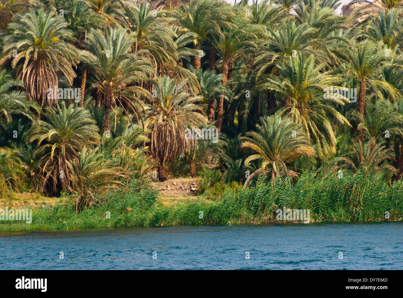 Bosquet de palmiers sur le Nil, Egypte Banque D'Images