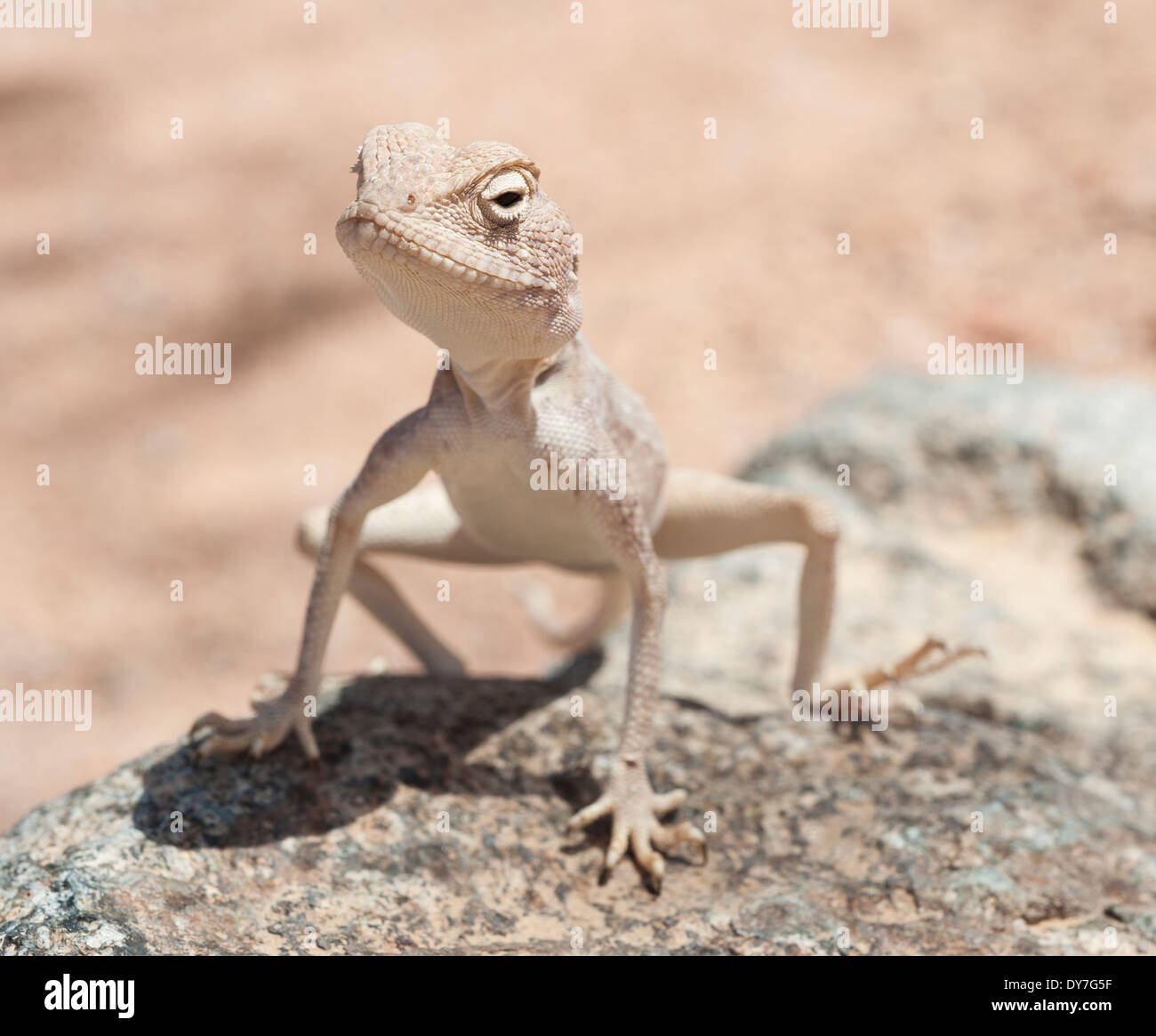 Libre d'un désert égyptien agama lizard sur l'environnement dans les zones arides Banque D'Images