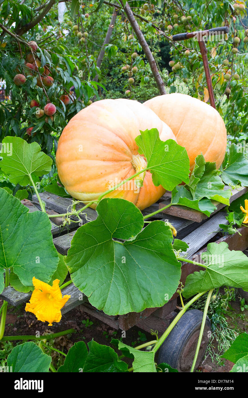 Légumes d'automne Banque D'Images