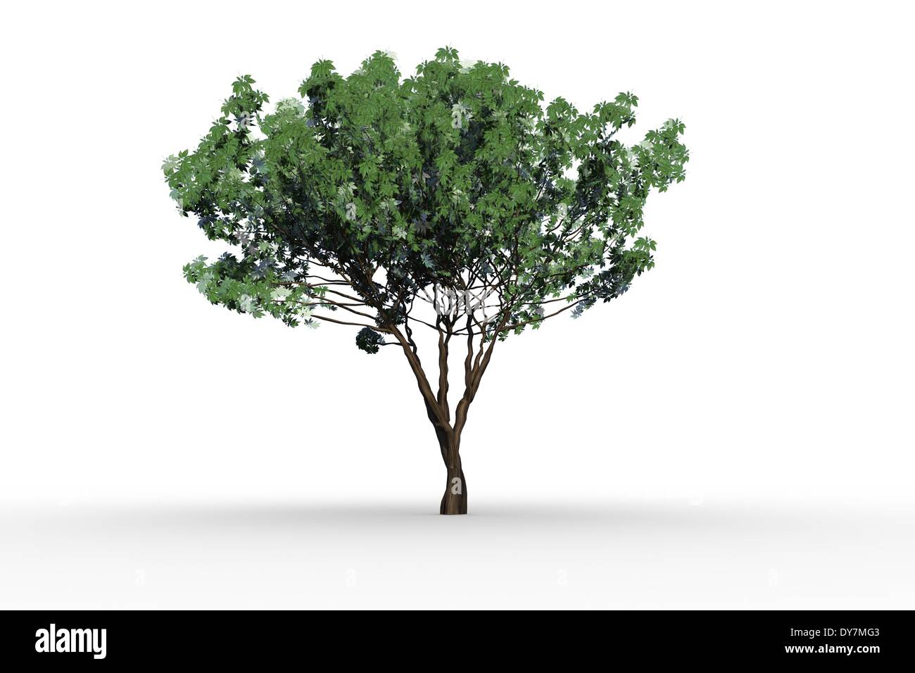 Arbre avec de plus en plus de feuilles vertes Banque D'Images