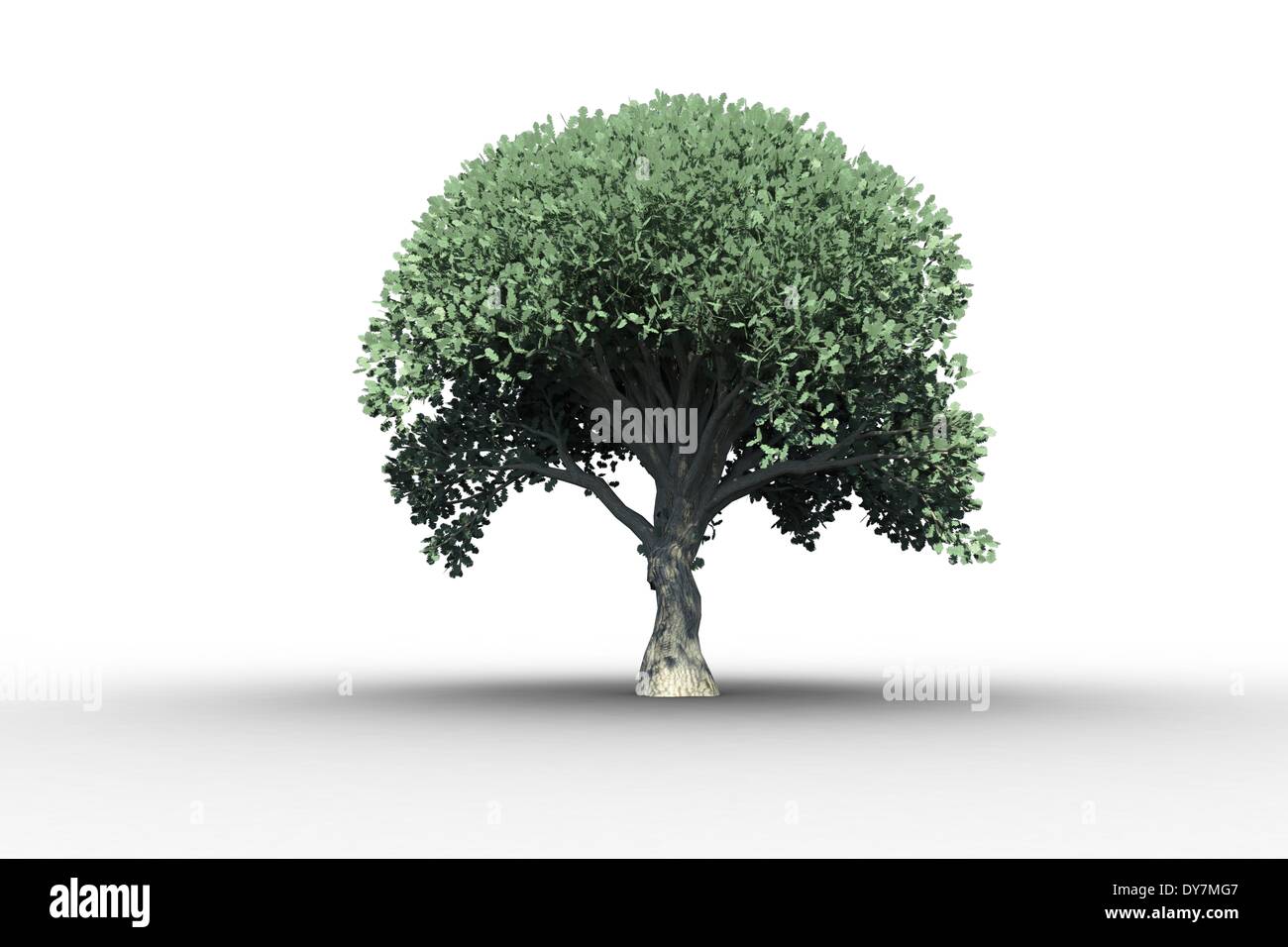 Arbre avec de plus en plus de feuilles vertes Banque D'Images
