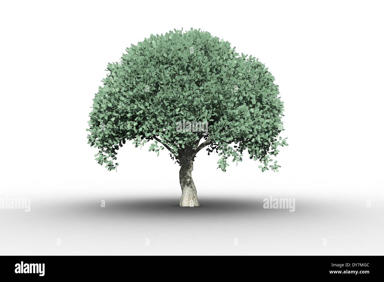 Arbre avec de plus en plus de feuilles vertes Banque D'Images