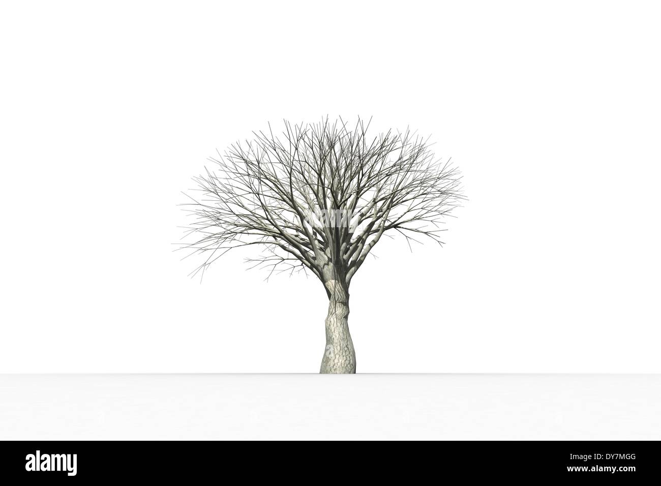 Mort, l'arbre sans feuilles Banque D'Images