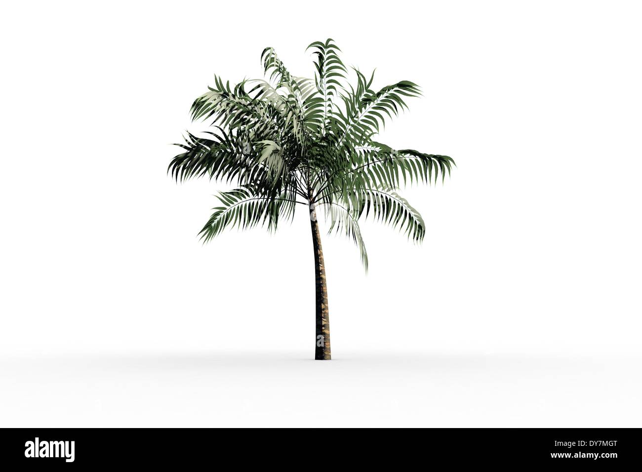 Palmier tropical vert feuillage avec Banque D'Images