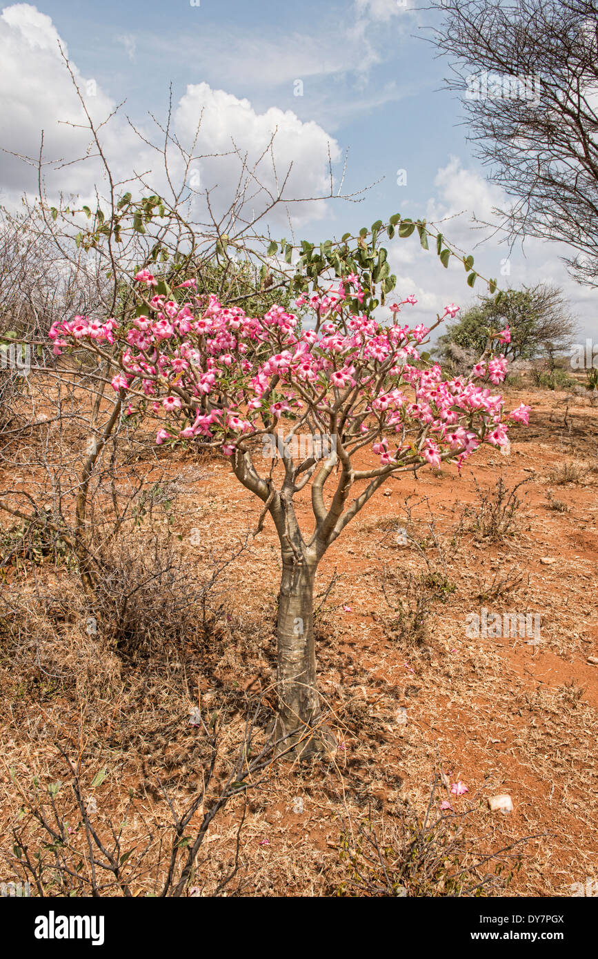 Fleurs Rose Du Désert Adenium Obesum Fleurissent Dans La