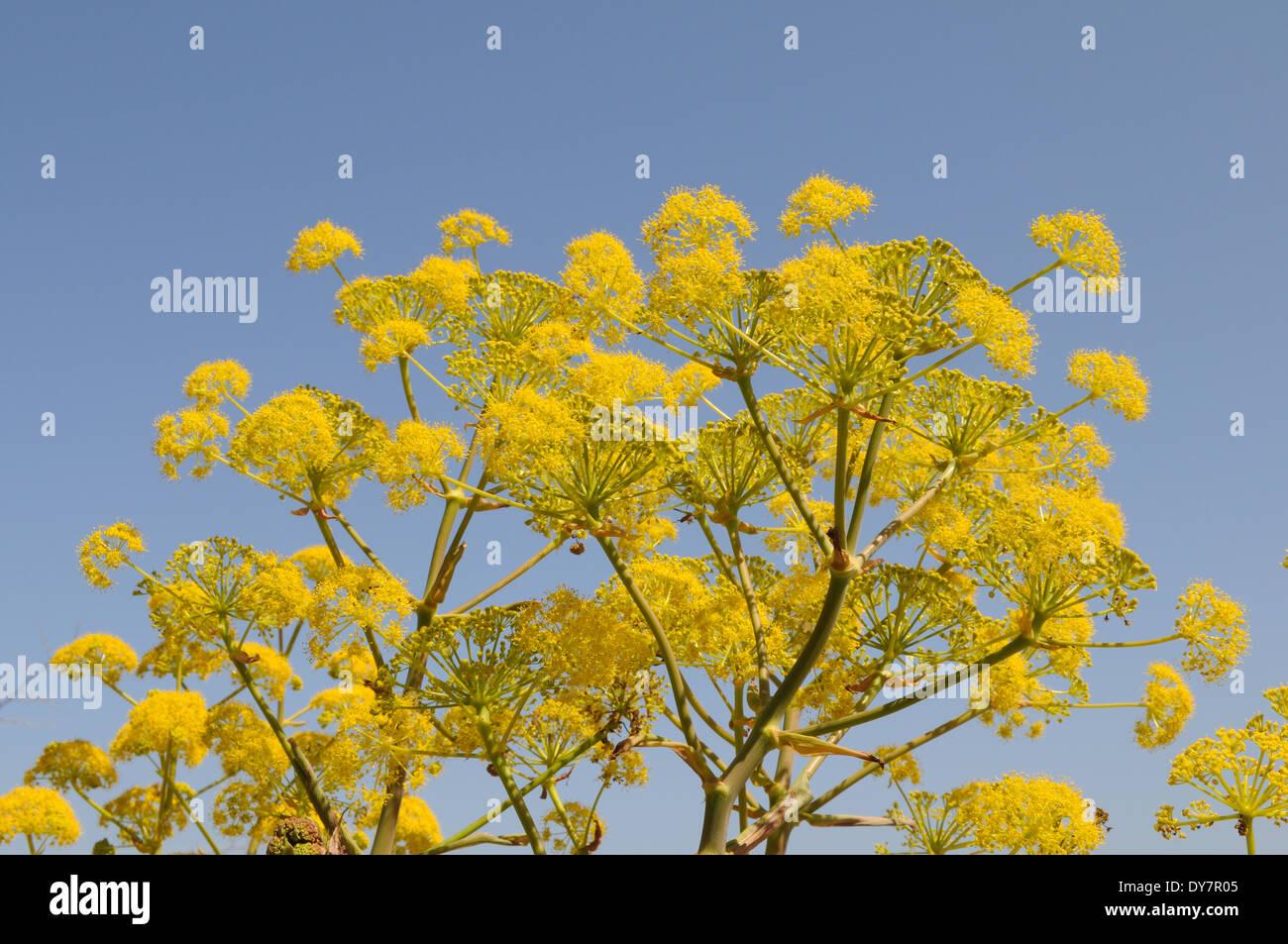 Fleurs jaune vif de fenouil sauvage contre un ciel bleu Amérique du Nord de Chypre Banque D'Images