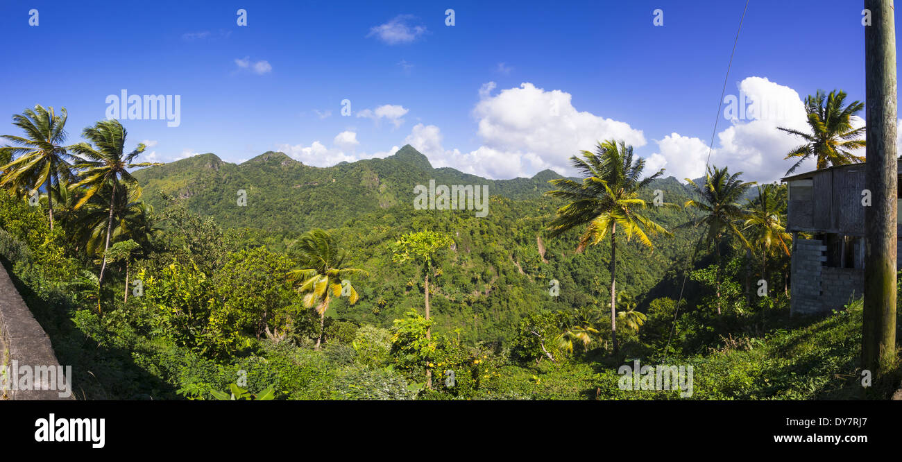 Caraïbes, Saint Lucia, forêt vierge Banque D'Images