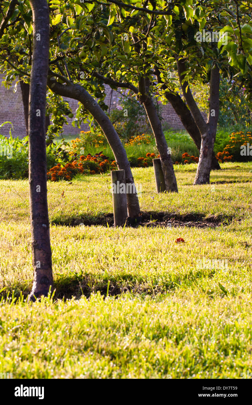 Couper des cercles d'arbres pommiers ronds Banque D'Images