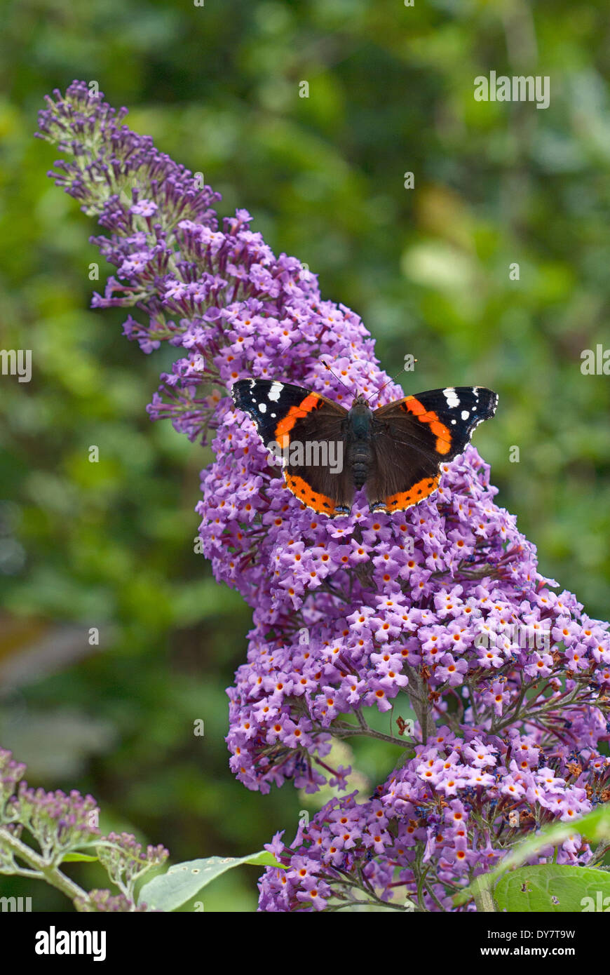L'amiral rouge papillon, Vanessa atalanta sur Buddleja davidii Butterfly Ciel, arbre aux papillons. L'été. Banque D'Images