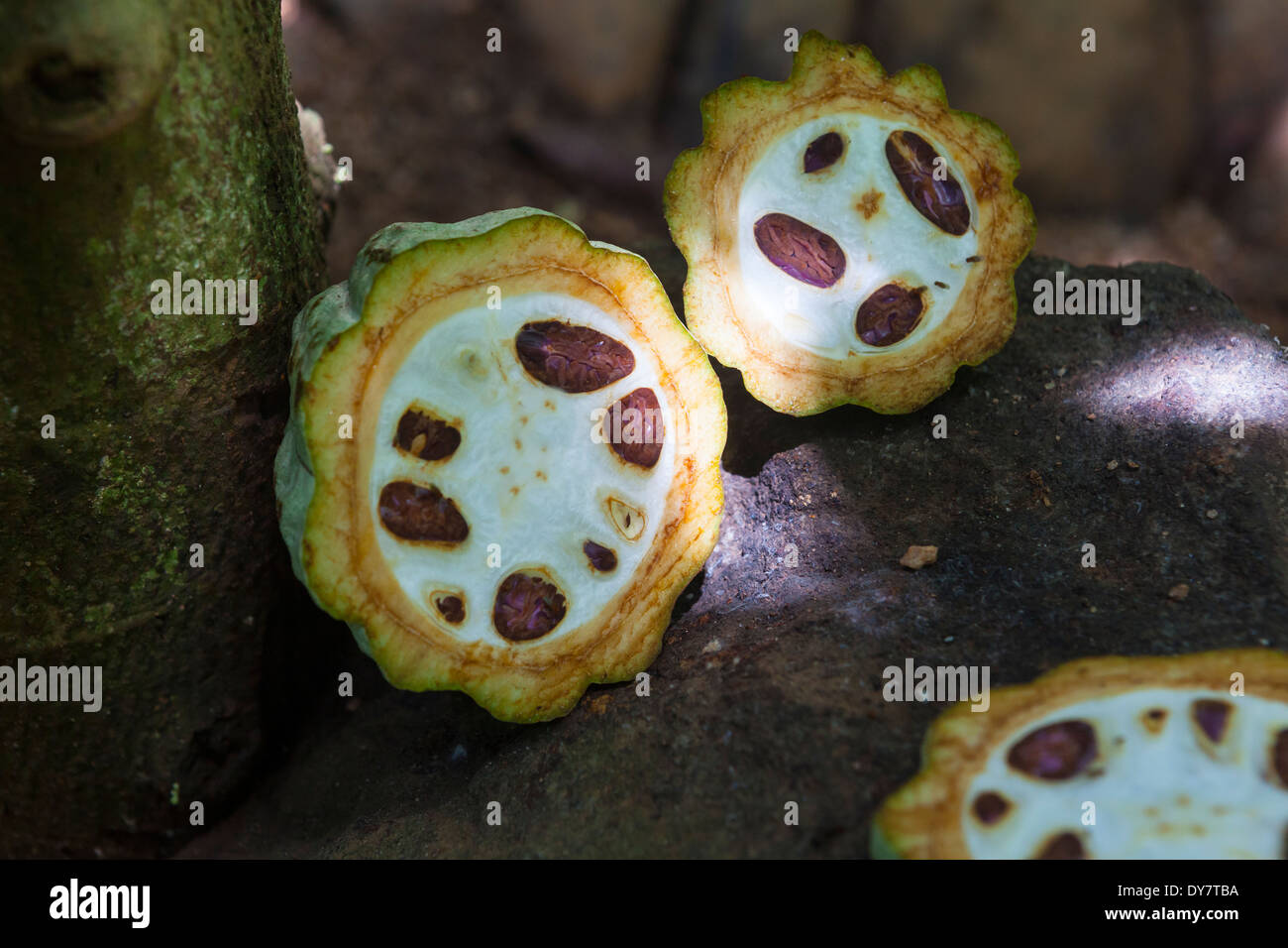 Sri Lanka, Ganetenna, fèves de cacao, Kralja Zvonimira 17 Banque D'Images