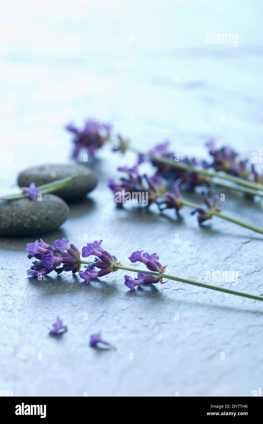 Les brindilles de lavande (Lavendula angustifolia) et galets gris Banque D'Images