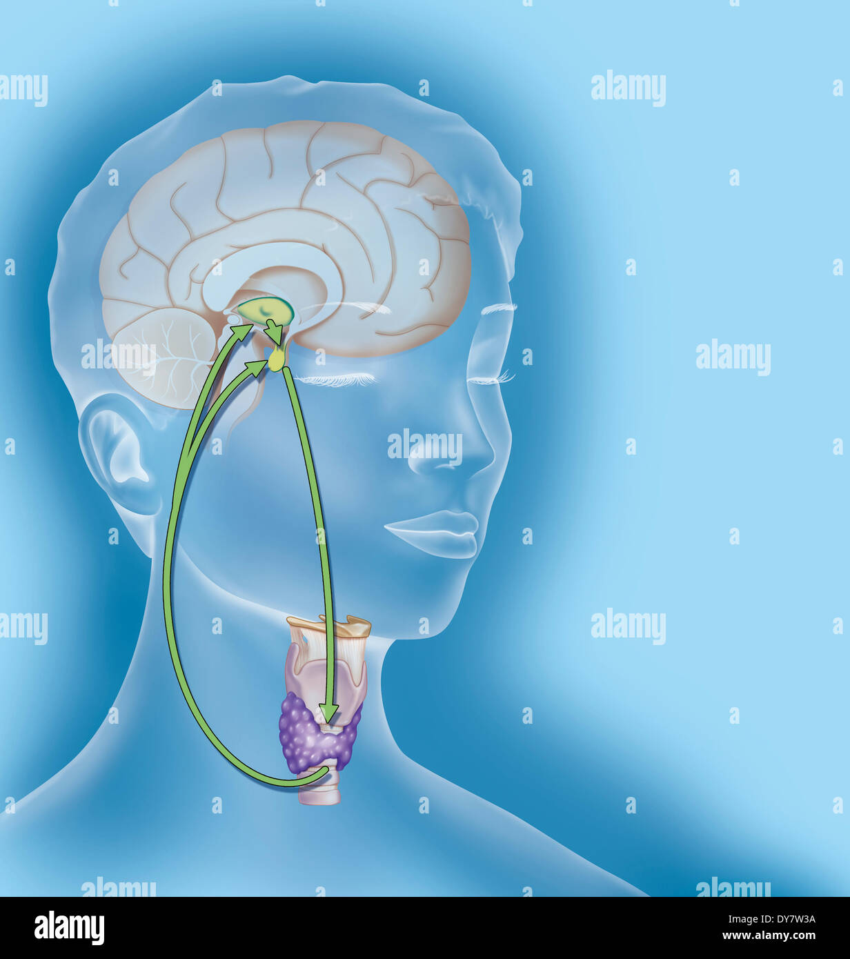 Règlement de la thyroïde, illustration Banque D'Images