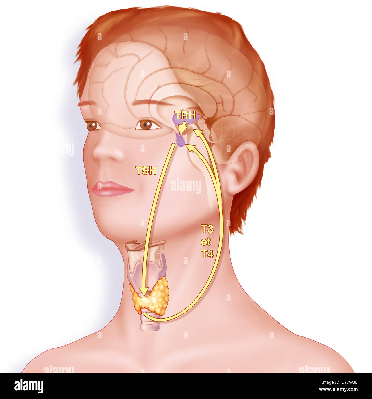 Règlement de la thyroïde, illustration Banque D'Images