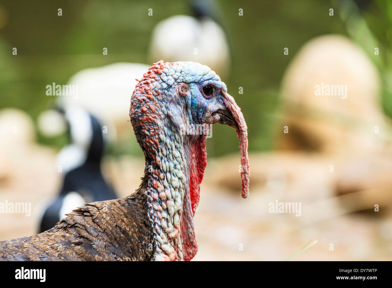 Le Dindon sauvage (Meleagris gallopavo), captive, World of Birds Wildlife Sanctuary et parc du singe, Hout Bay, Western Cape Banque D'Images