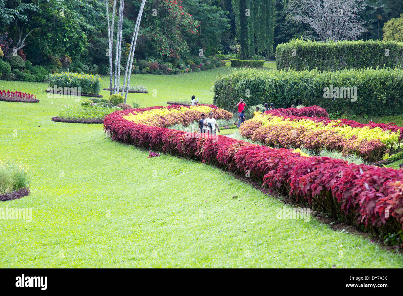 Jardins botaniques royaux, Peradeniya, Kandy, Sri Lanka Banque D'Images