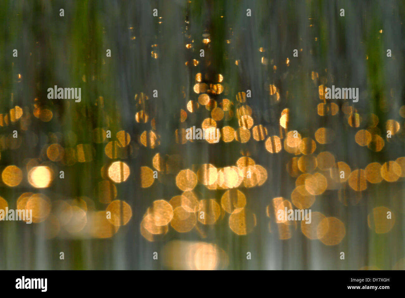 Points de lumière dans la lumière du soir, plaque de lac mecklembourgeoise, Mecklembourg-Poméranie-Occidentale, Allemagne Banque D'Images