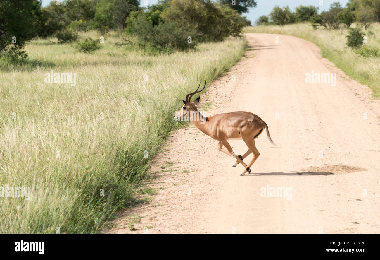 L'exécution de impala traverser la route du parc national Kruger en Afrique du Sud Banque D'Images
