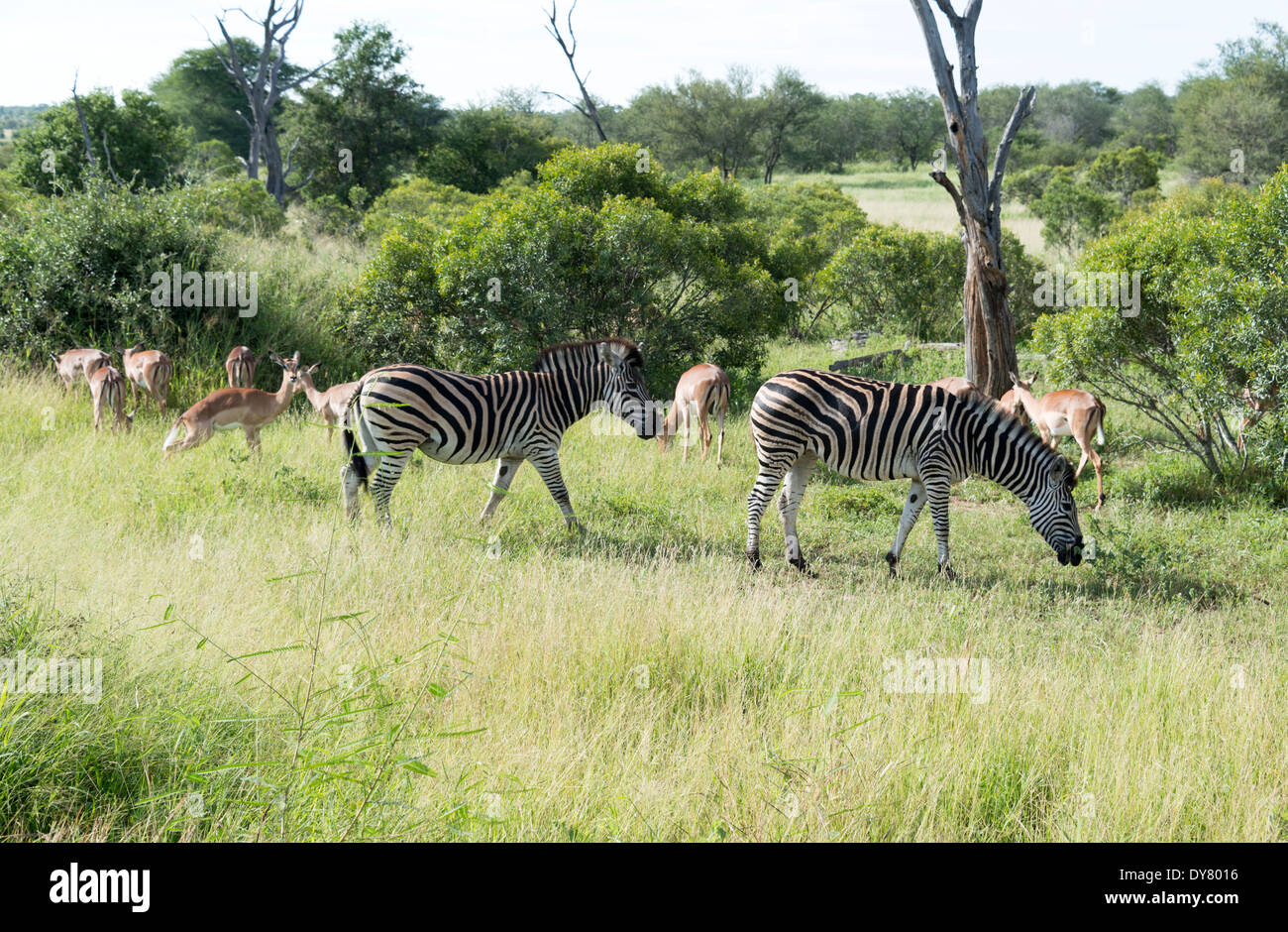 Les zèbres et 501 dans la réserve de parc national Kruger en Afrique du Sud Banque D'Images